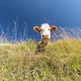 励志牛头像图片