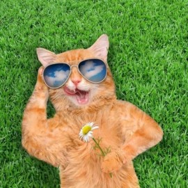 潮流猫咪躺草地头像图片